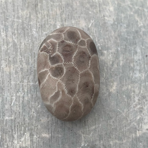 Petoskey stone - Picture 5 of 6